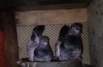 today-pigeon-sell