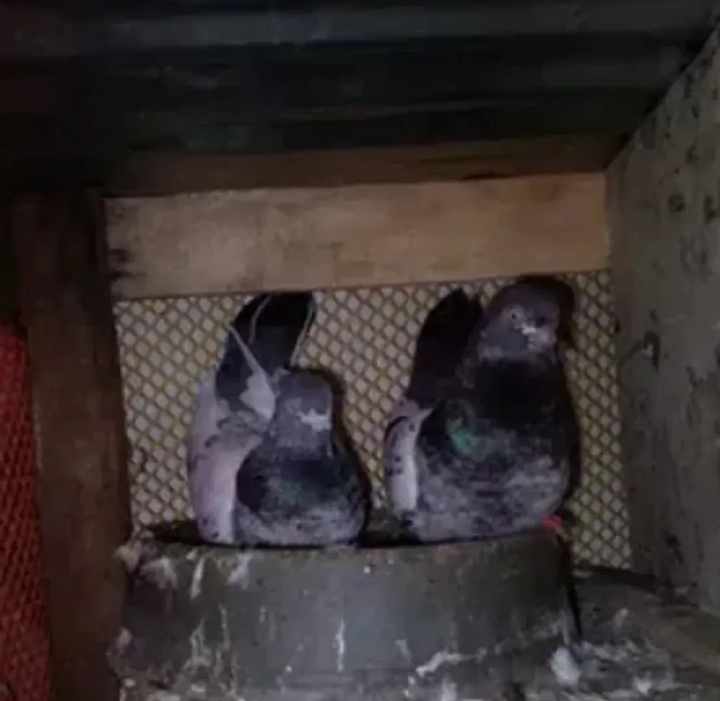 গিরিবাজ কবুতর