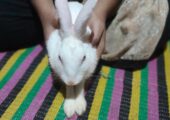 Cute albino white rabbit