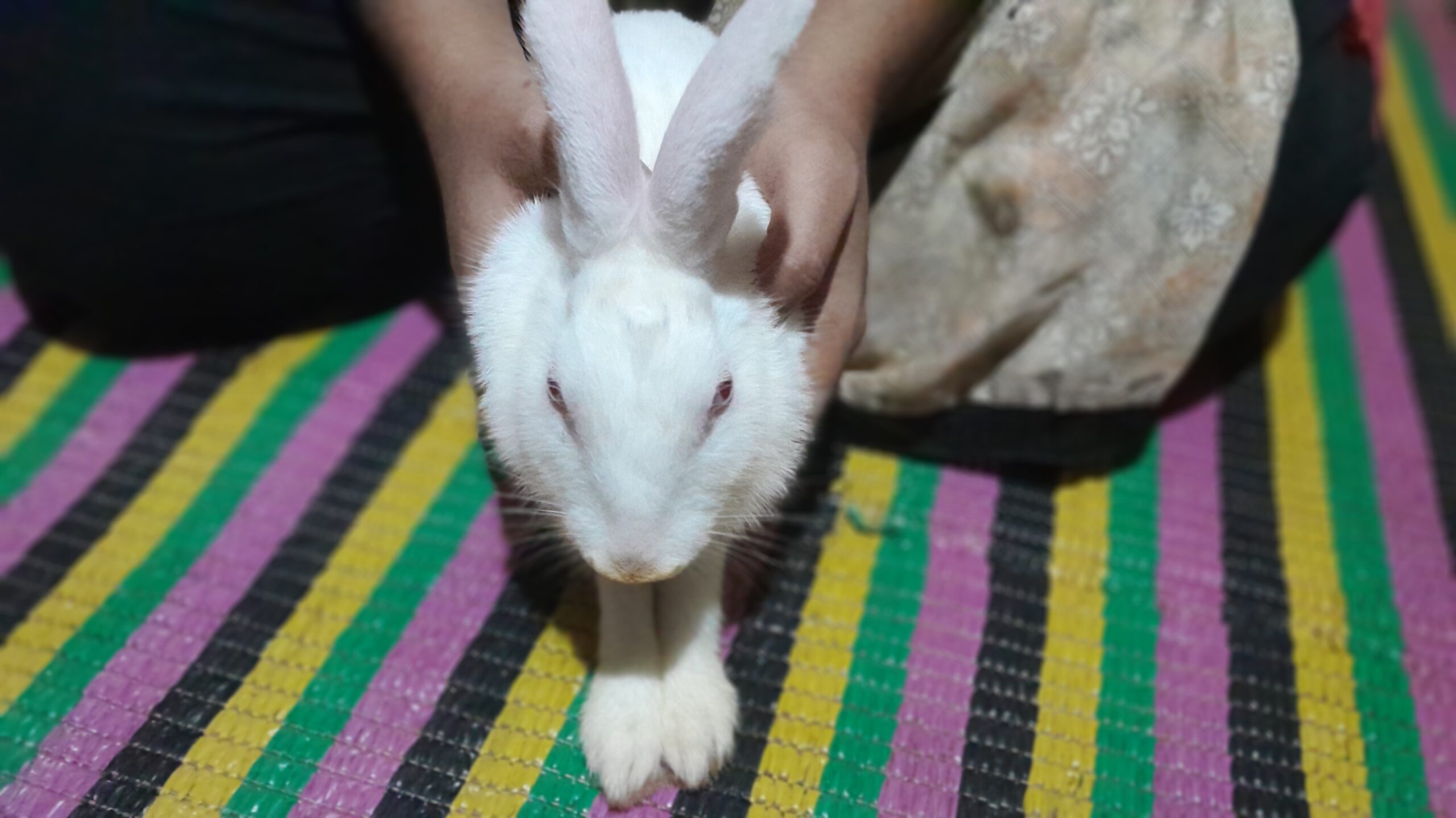 Cute albino white rabbit