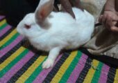 Cute albino white rabbit