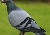 Mixed bird pegion