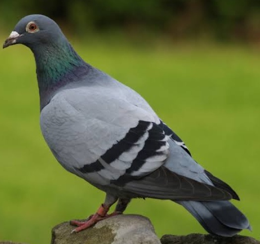 Mixed bird pegion