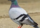 Mixed bird pegion