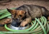 German Shepherd Puppy for Sale
