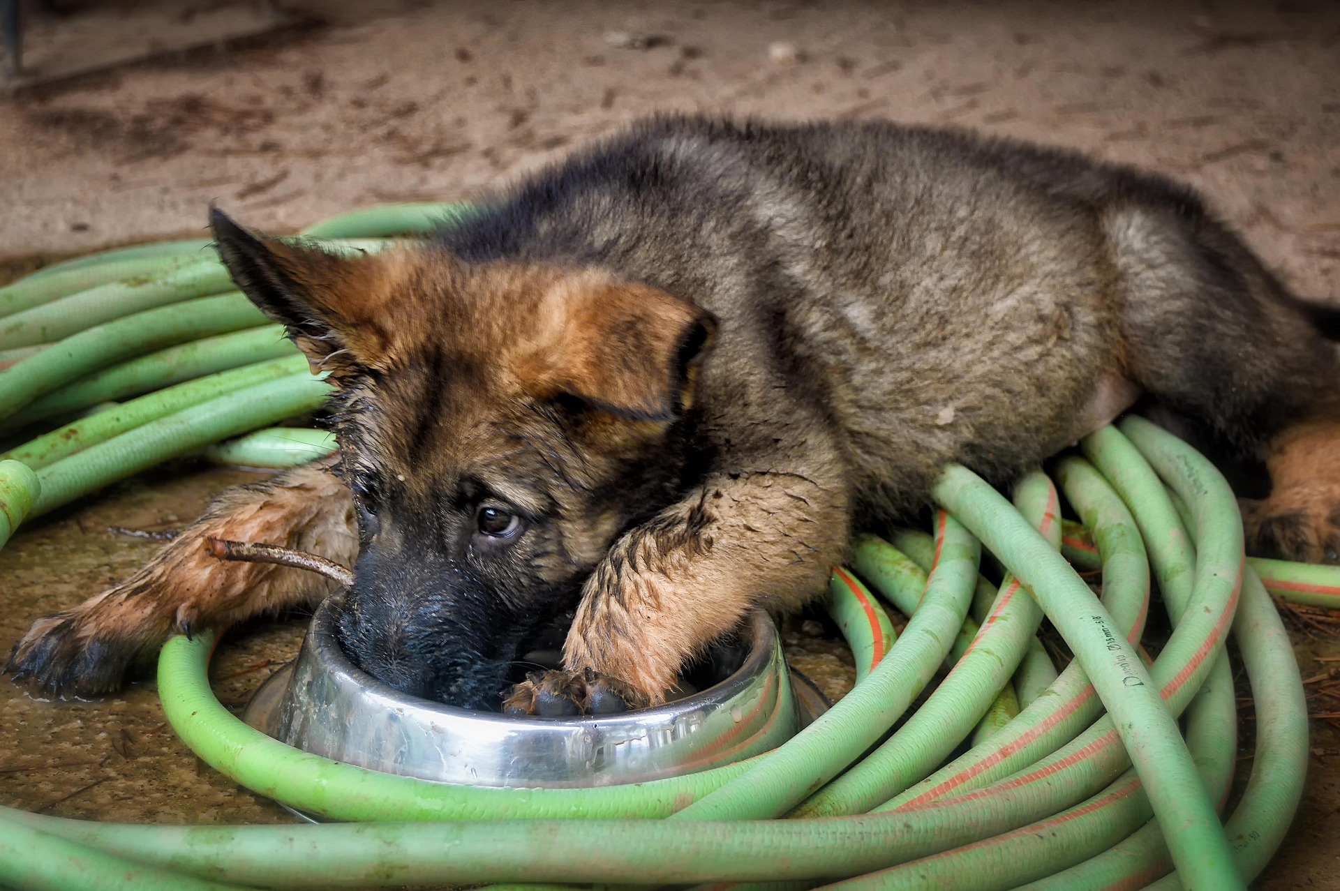German Shepherd Puppy for Sale