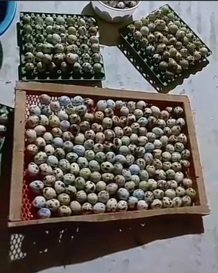 কিং কোয়েলের বীজ ডিম বিক্রি হবে- ভাই ভাই কোয়েল এগ্রো