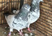 Highflyer Pigeon Pair