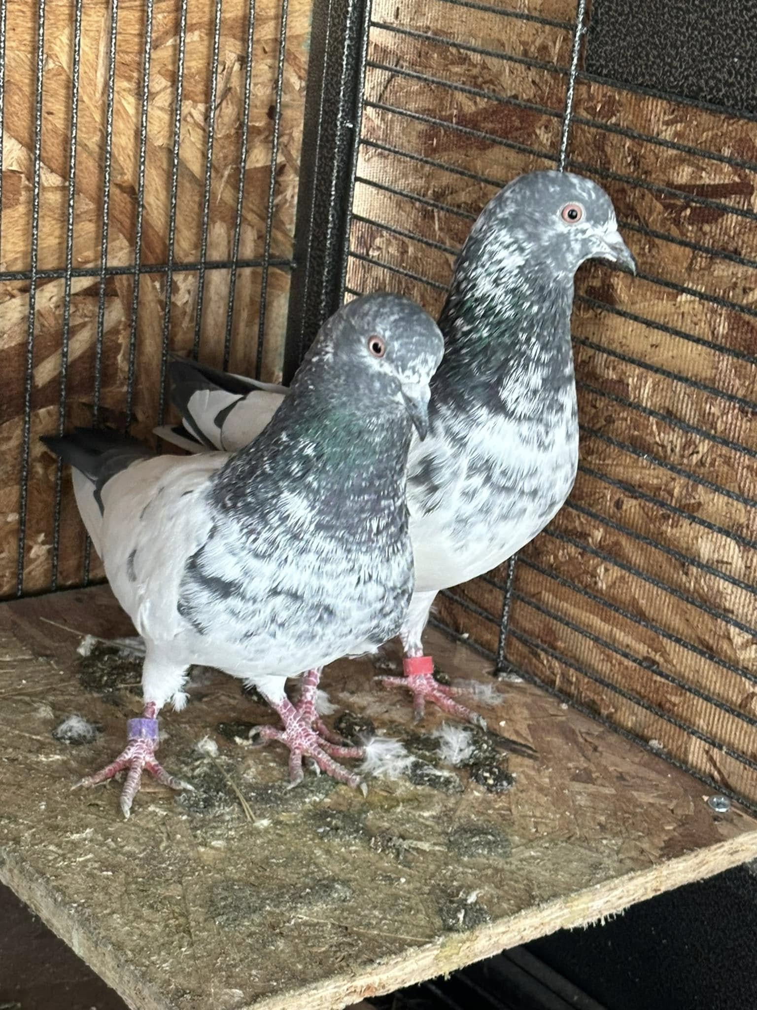 Highflyer Pigeon Pair