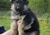 German Shepherd Puppy for Sale