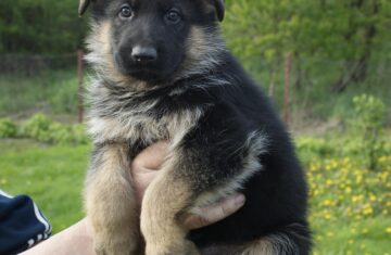 puppy-1359651_1920