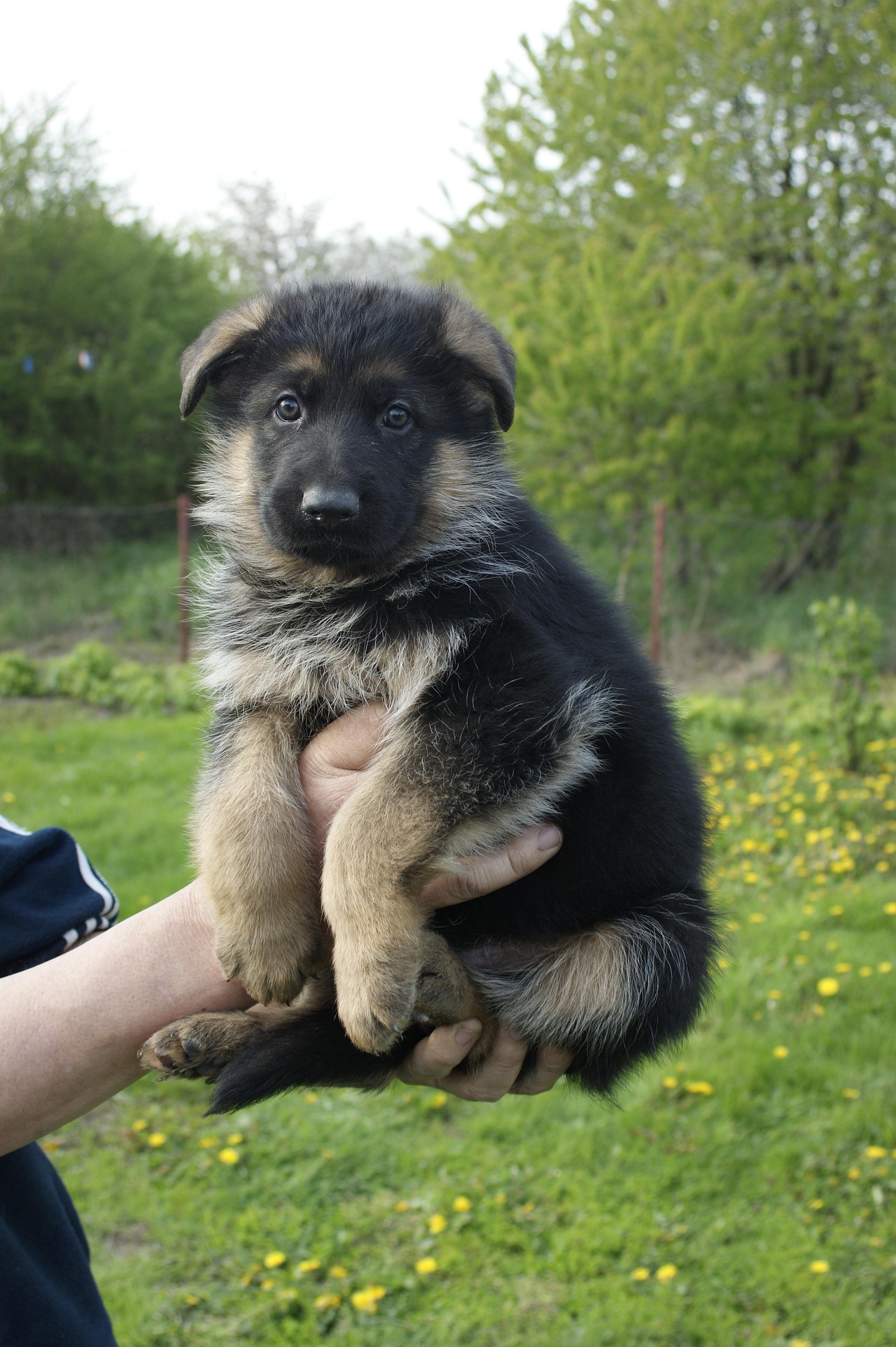 German Shepherd Puppy for Sale