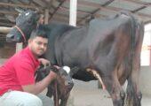 একটি জার্সি গাভী বিক্রি হবে-Aslam Dairy