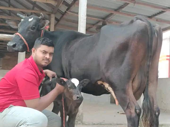 একটি জার্সি গাভী বিক্রি হবে-Aslam Dairy
