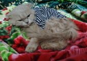 Persian Cat Male 8 Months