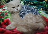 Persian Cat Male 8 Months