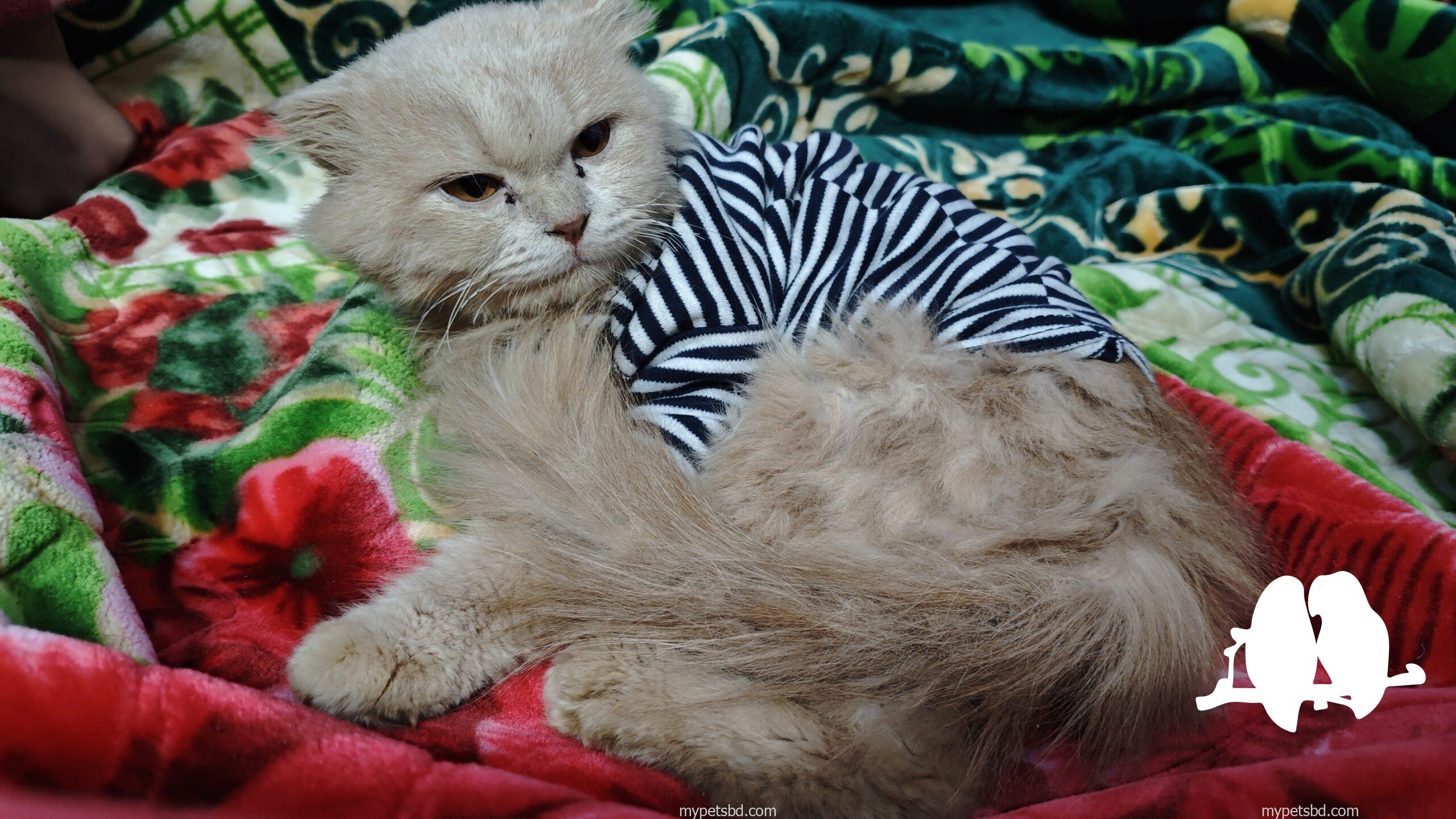 Persian Cat Male 8 Months