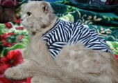 Persian Cat Male 8 Months