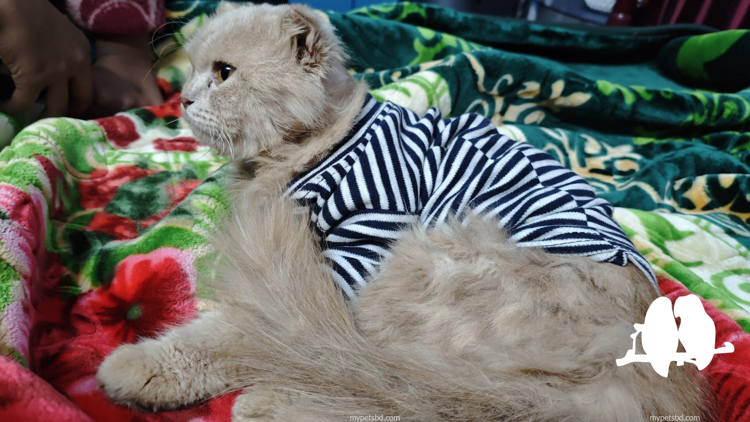 Persian Cat Male 8 Months