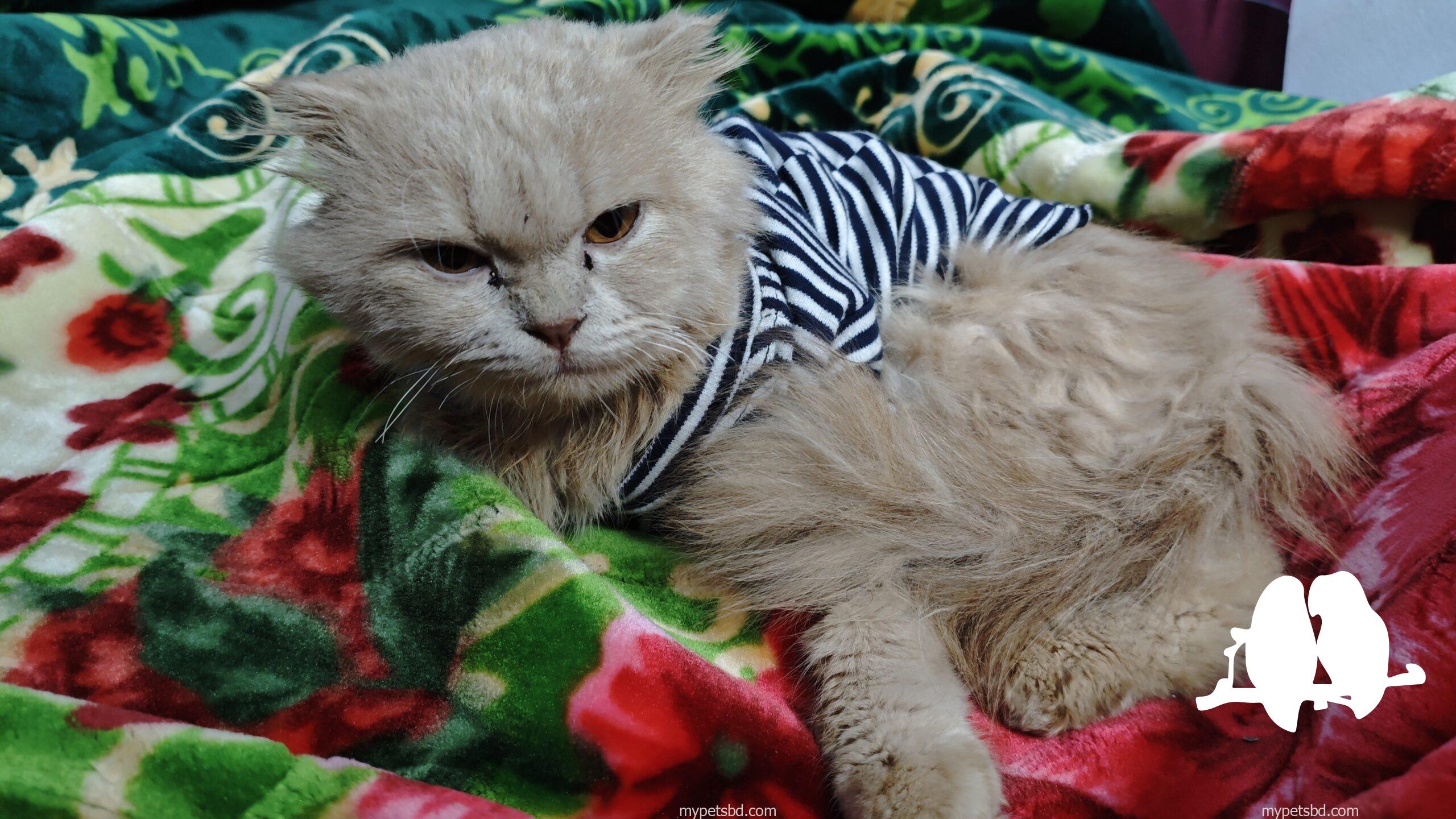 Persian Cat Male 8 Months