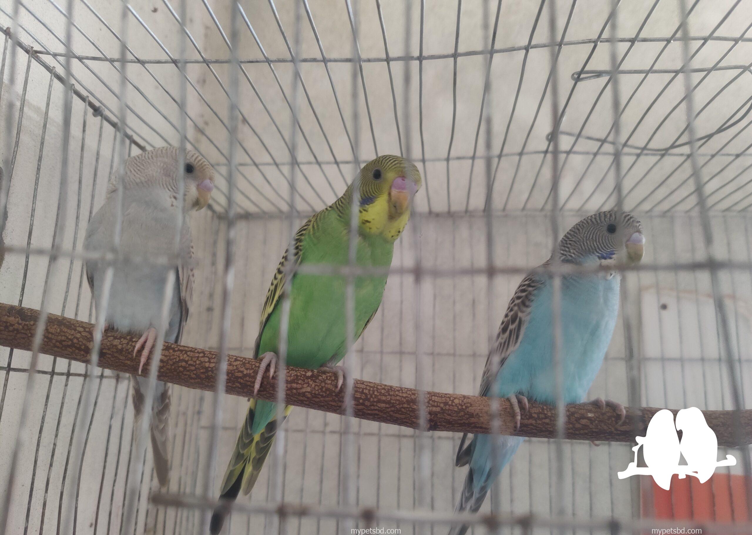 New adult female