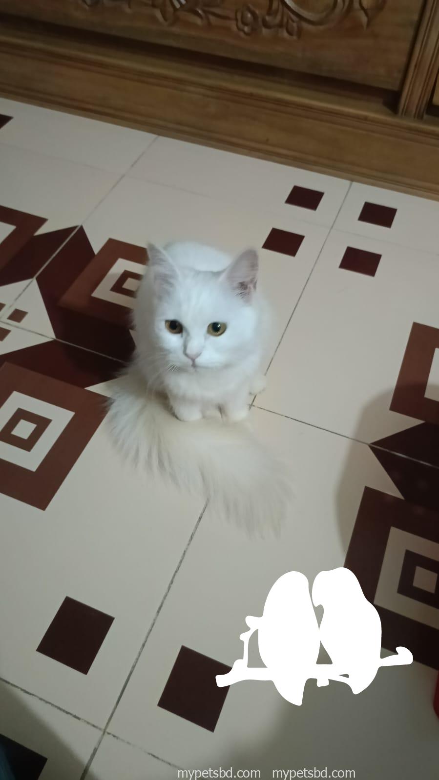 Parsian Cat
