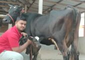 একটি জার্সি গাভী বিক্রি হবে-Aslam Dairy