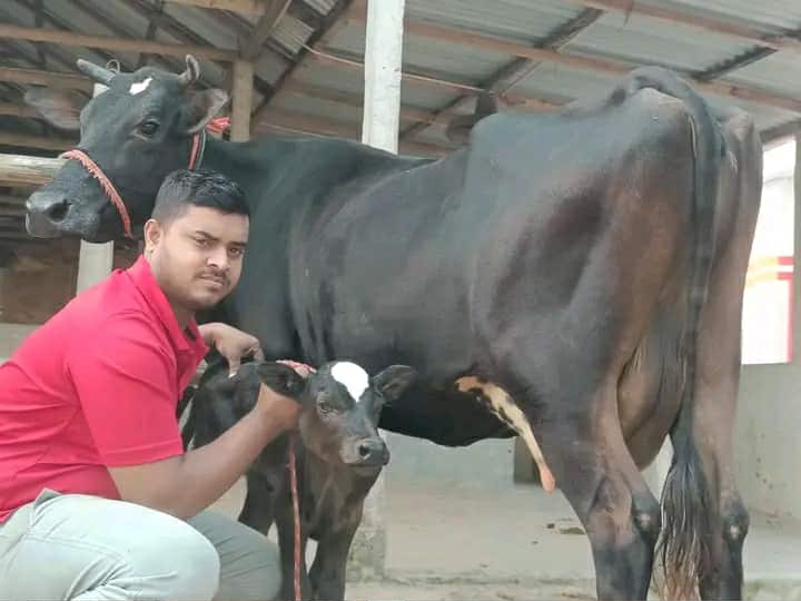 একটি জার্সি গাভী বিক্রি হবে-Aslam Dairy