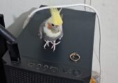 Half Tame Grey Male Cockatiel for Sale