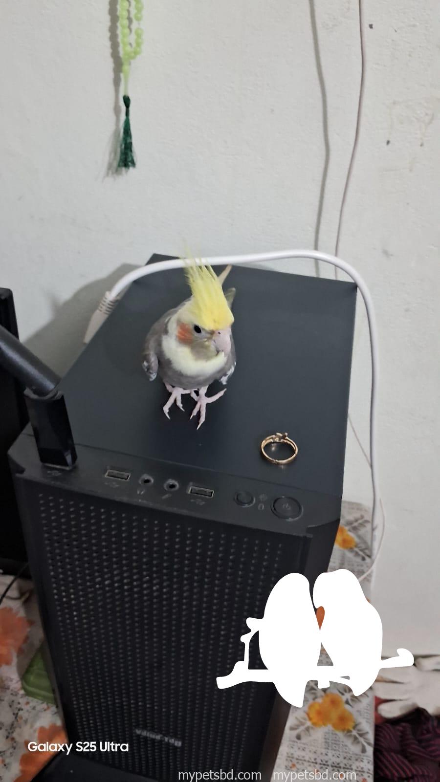 Half Tame Grey Male Cockatiel for Sale