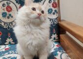 Pure Doll-Face Persian Male Kitten — Vaccinated & Neutered