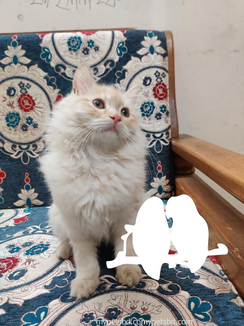 Pure Doll-Face Persian Male Kitten — Vaccinated & Neutered
