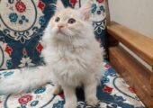 Pure Doll-Face Persian Male Kitten — Vaccinated & Neutered