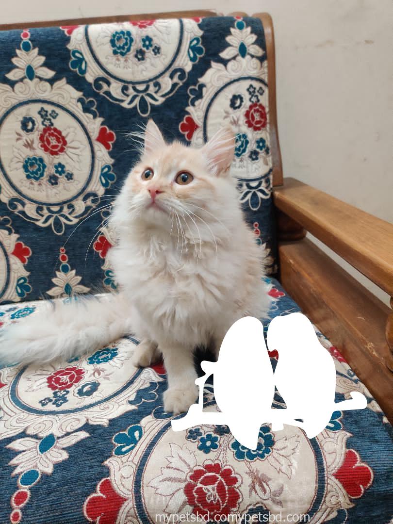 Pure Doll-Face Persian Male Kitten — Vaccinated & Neutered