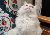 Pure Doll-Face Persian Male Kitten — Vaccinated & Neutered