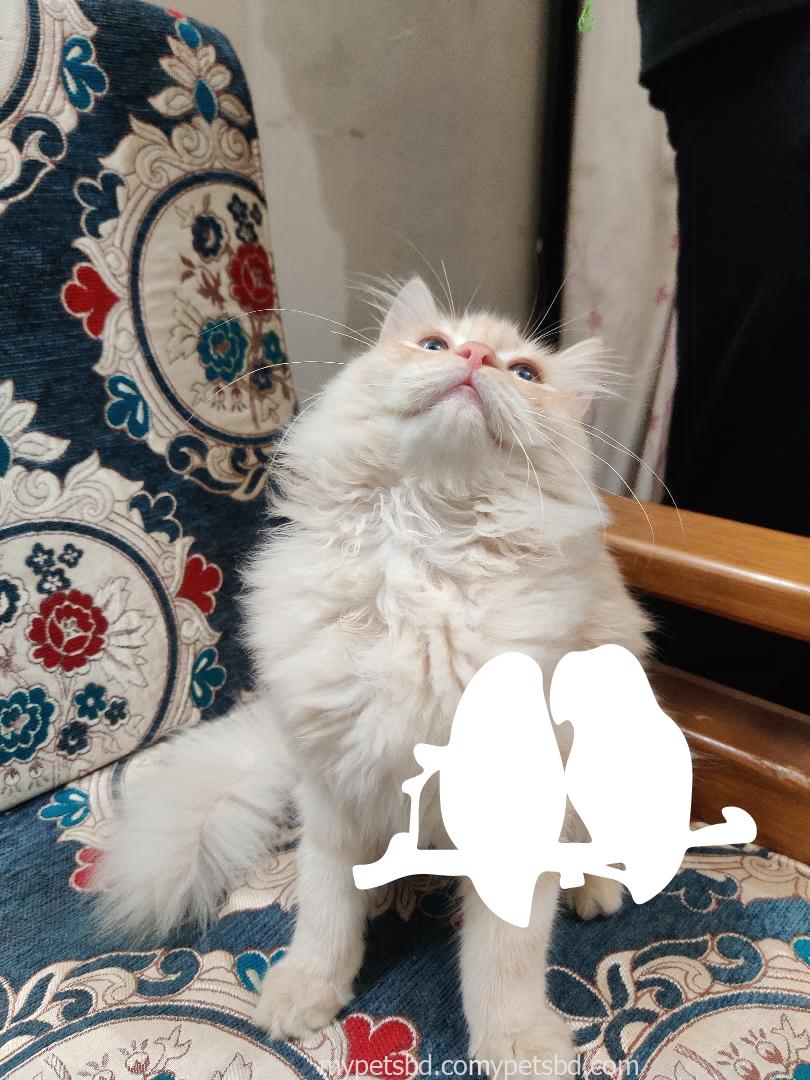 Pure Doll-Face Persian Male Kitten — Vaccinated & Neutered