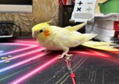 Cockatiel Lutino Pearl