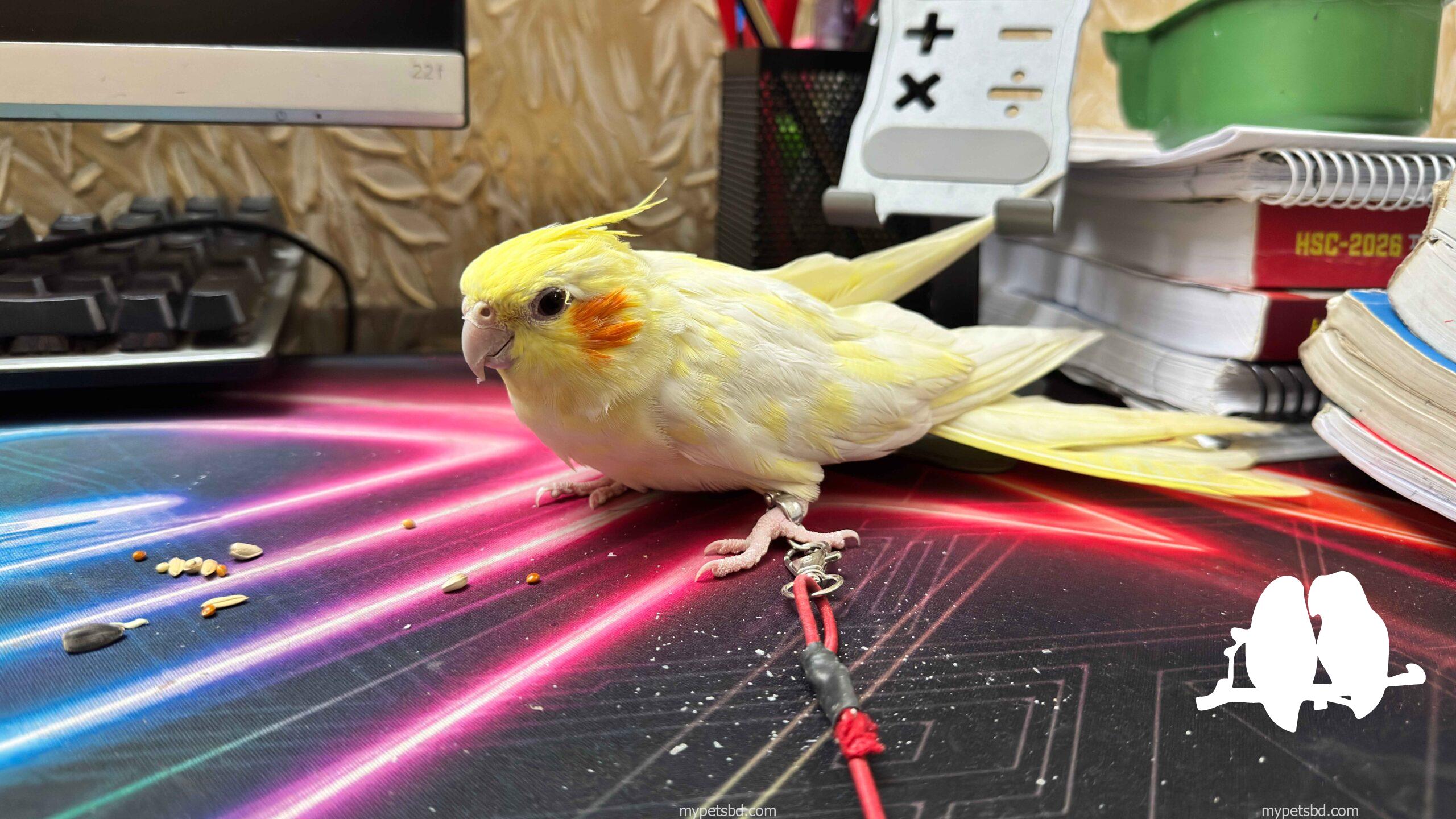 Cockatiel Lutino Pearl