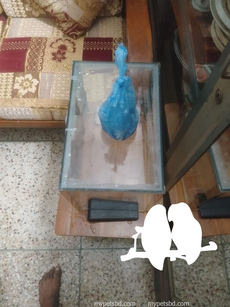 aquarium fish tank