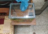 aquarium fish tank