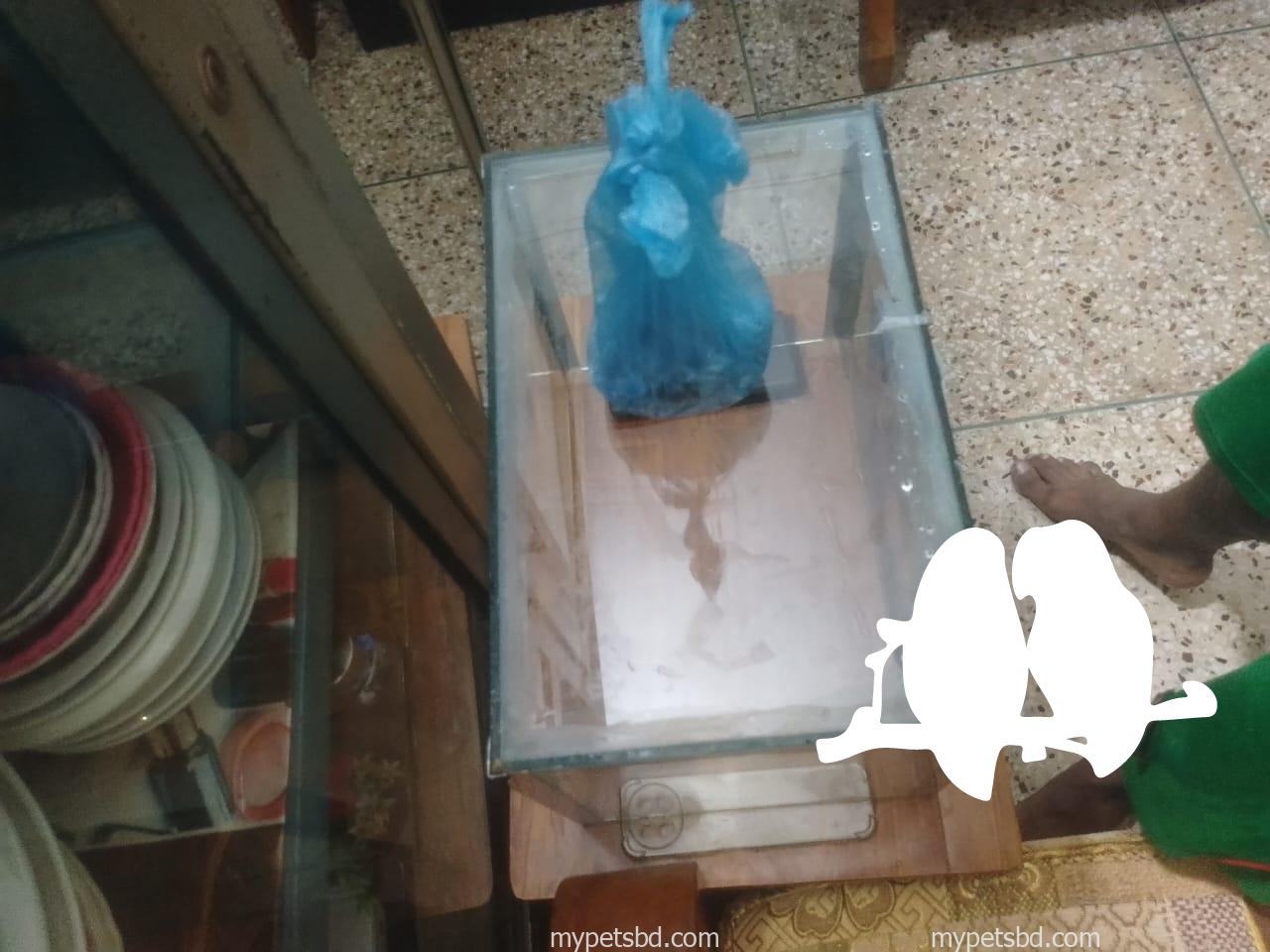 aquarium fish tank