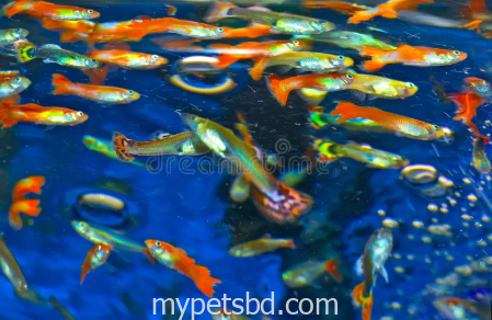 MIX Guppy fish 1 pair