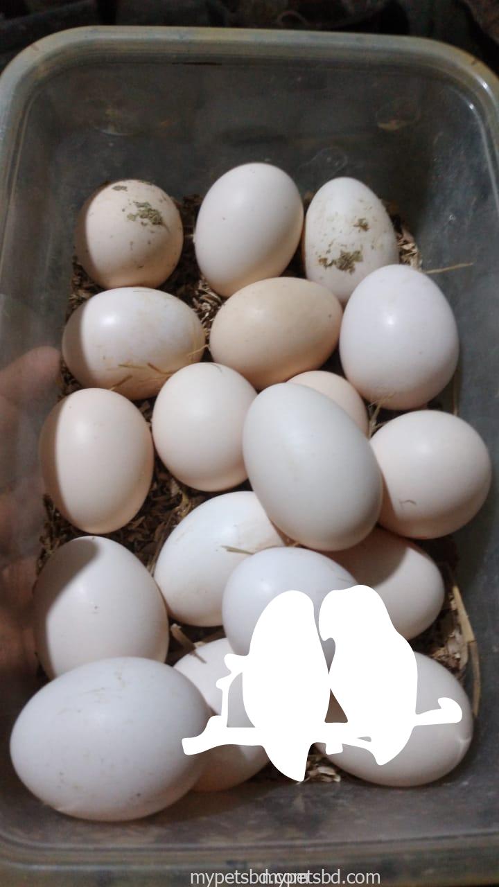 বীজ ডিম বিক্রি করা হবে