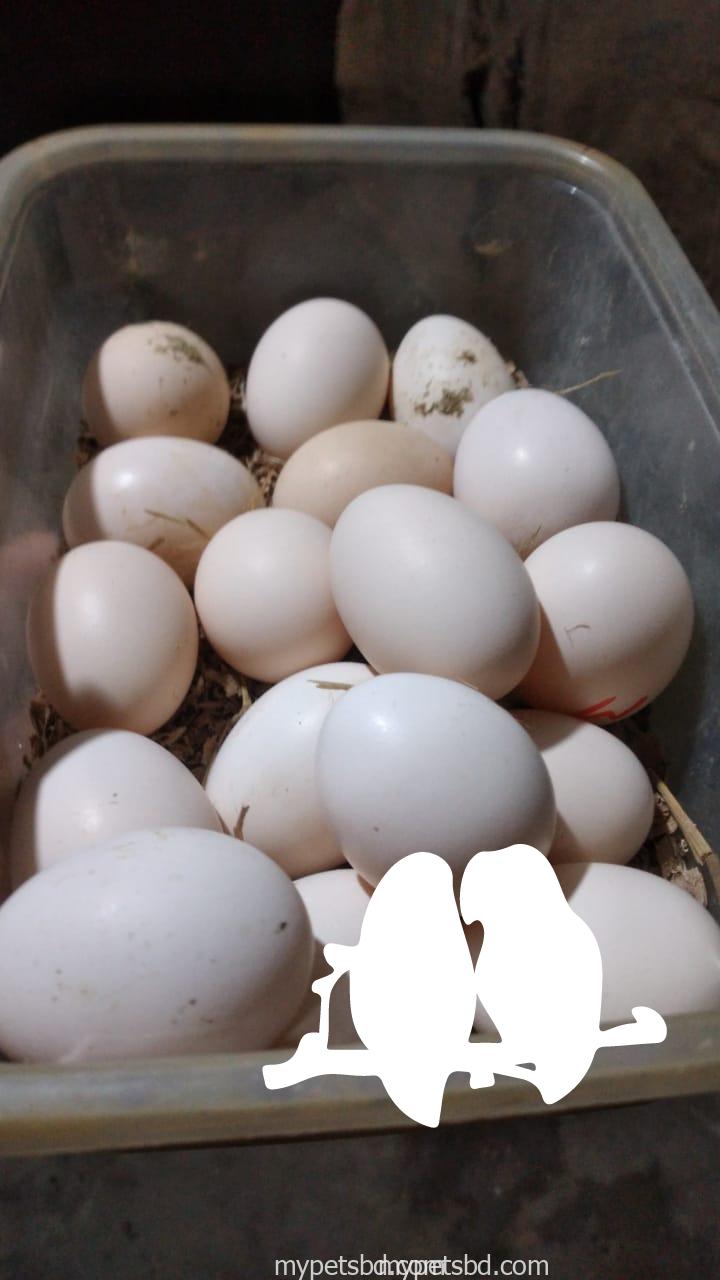 বীজ ডিম বিক্রি করা হবে