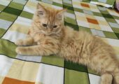 Pure persian 4 month