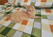 Pure persian 4 month