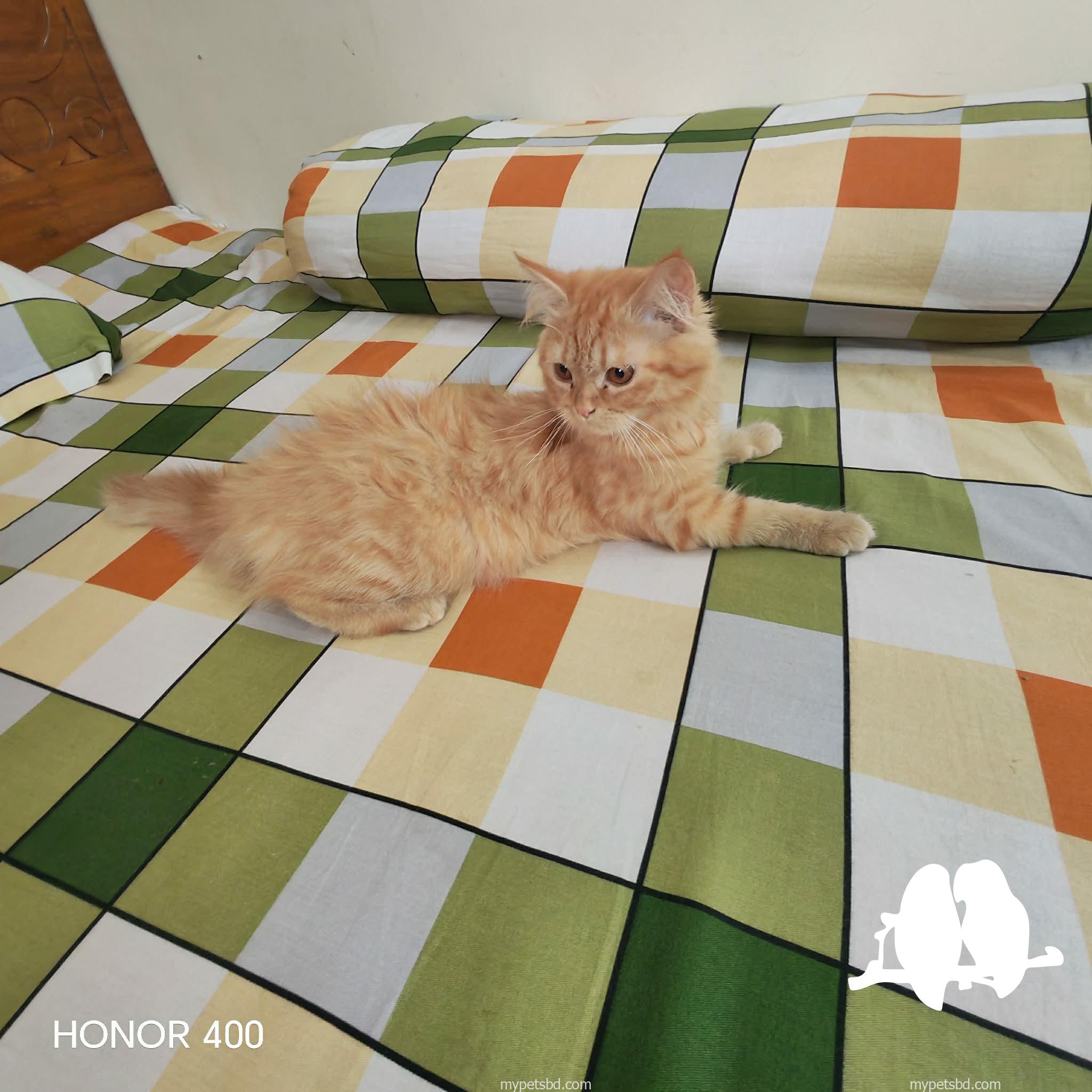 Pure persian 4 month