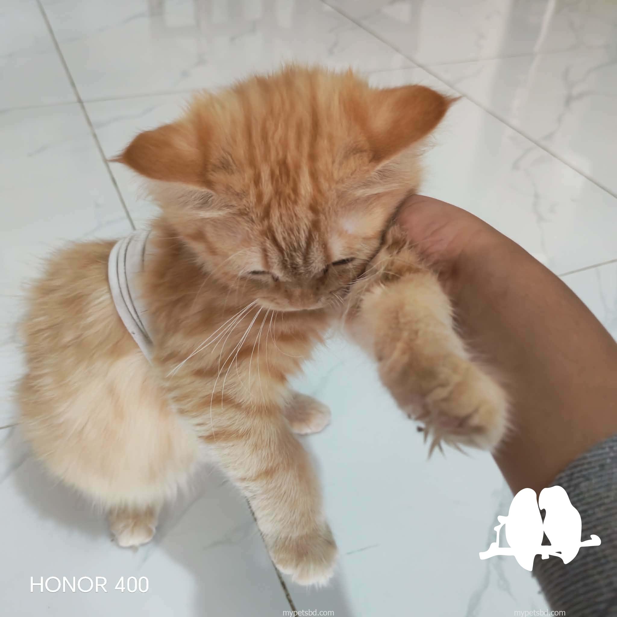 Pure persian 4 month