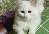 Odd eye persian cat female