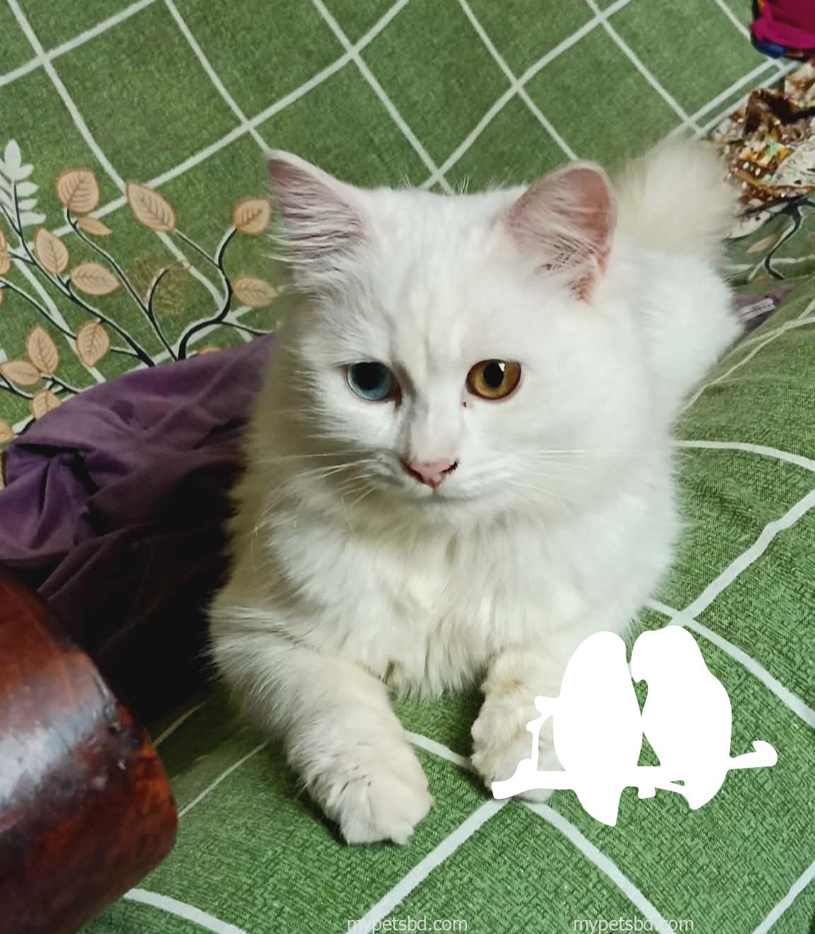 Odd eye persian cat female